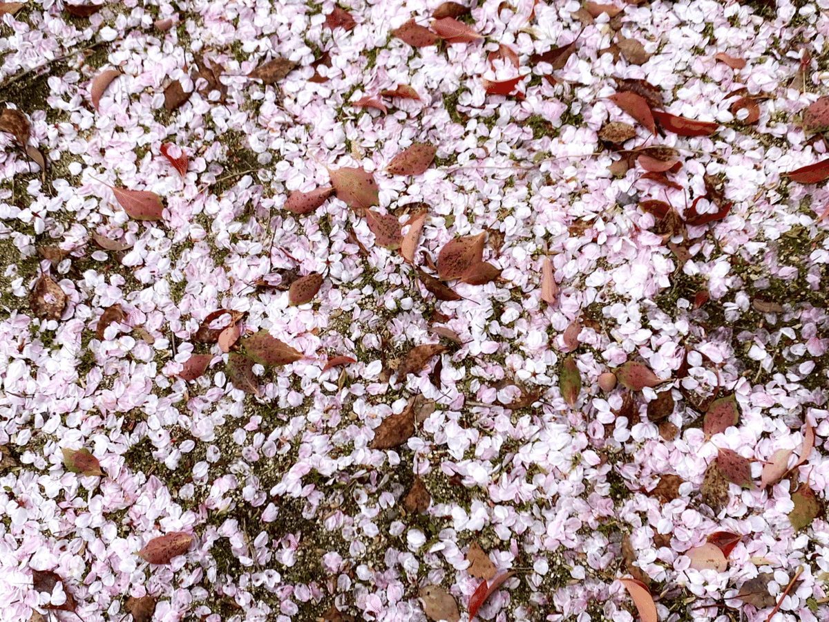 桜散る 桜散る景色：京都－嵐山・高雄パークウェイ入り口手前の桜 - YouTube