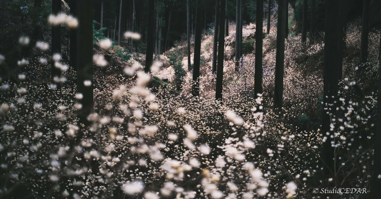森に漂う白い花｜すぎっち