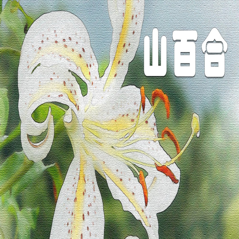 山百合（水彩画風）｜taka