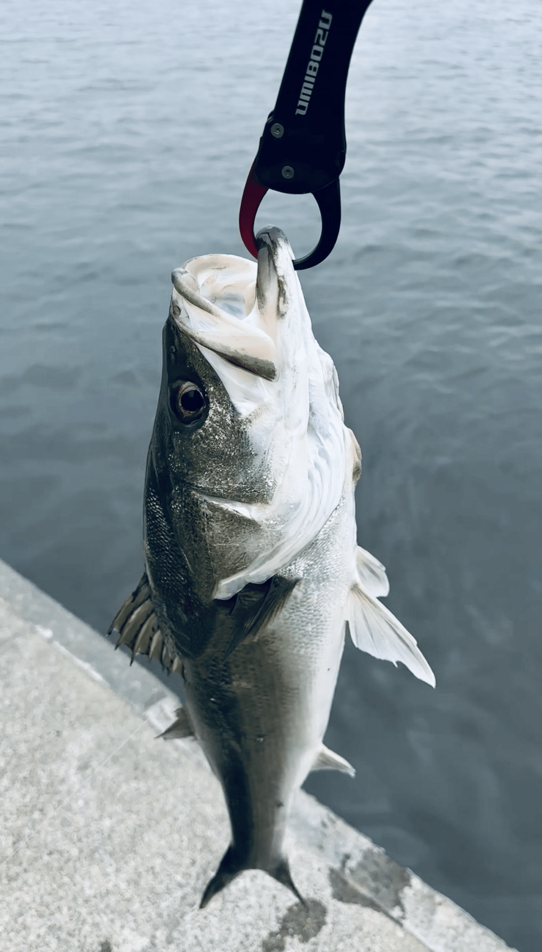 鱗付け：アブガルシアソルティーステージプロトタイプ ボート