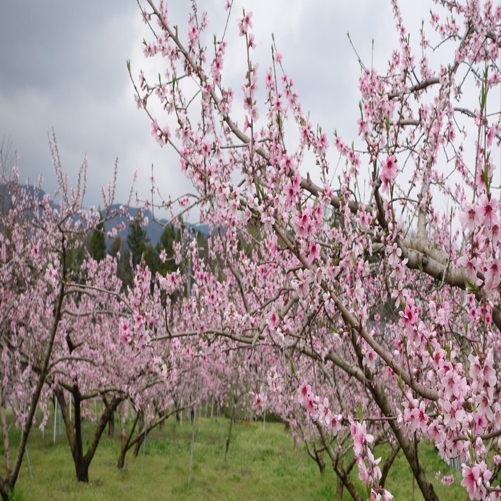 桃の生育レポート＃2025年4月｜クニミノマド オーナー制度