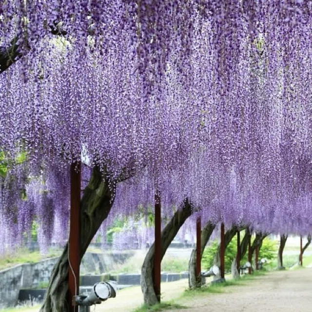 12美人花】若紫と藤の花の物語～源氏物語の「紫」に隠された秘密｜日香評協