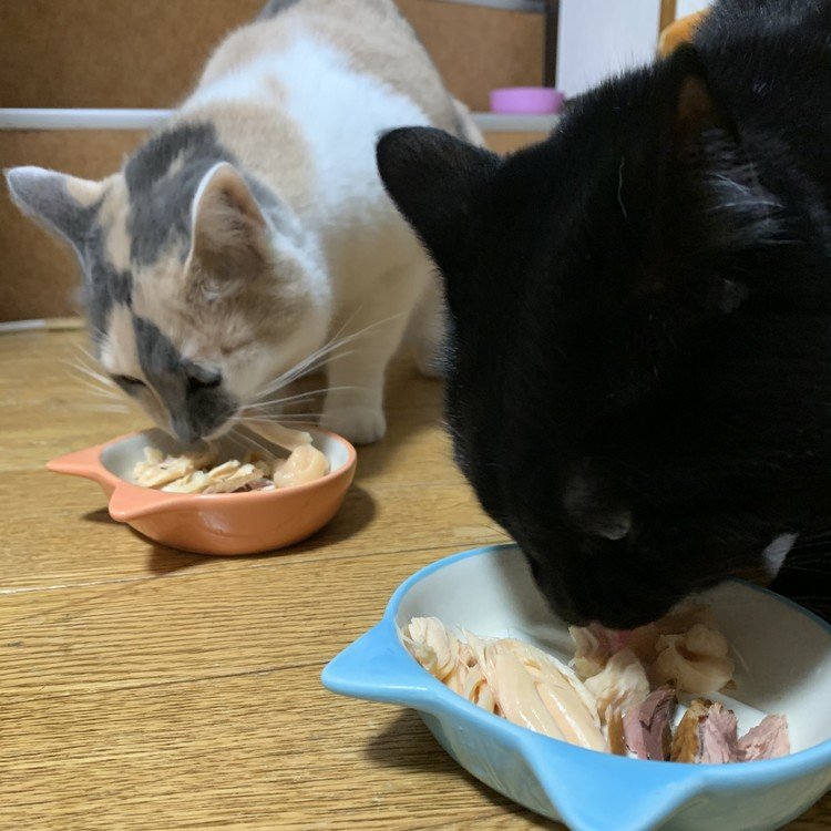 こんばんわ。ありがたいことに、サポートをいただいたので、我が家の猫たちにおいしいご飯をふるまいました。ありがとうございました。