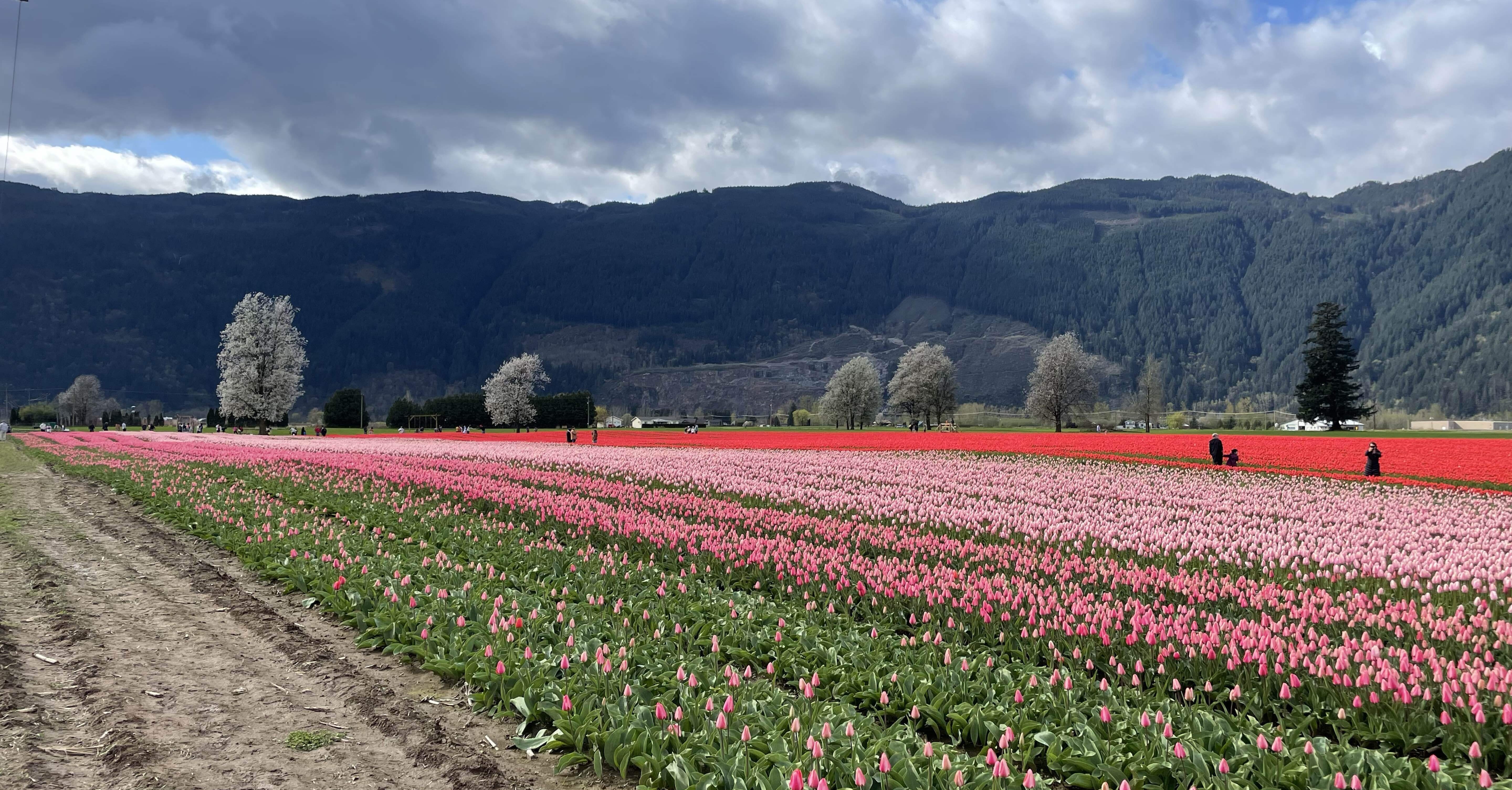 カナダワーホリ@バンクーバー】6ヶ月過ごしてみて｜Lucie｜ルーシー