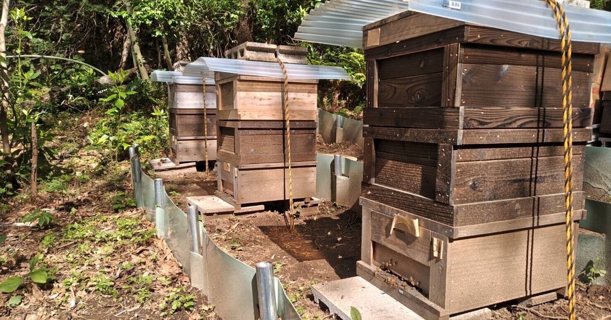 来週採蜜🍯巣箱を3階建てに🐝｜駆け出しの養蜂家🐝