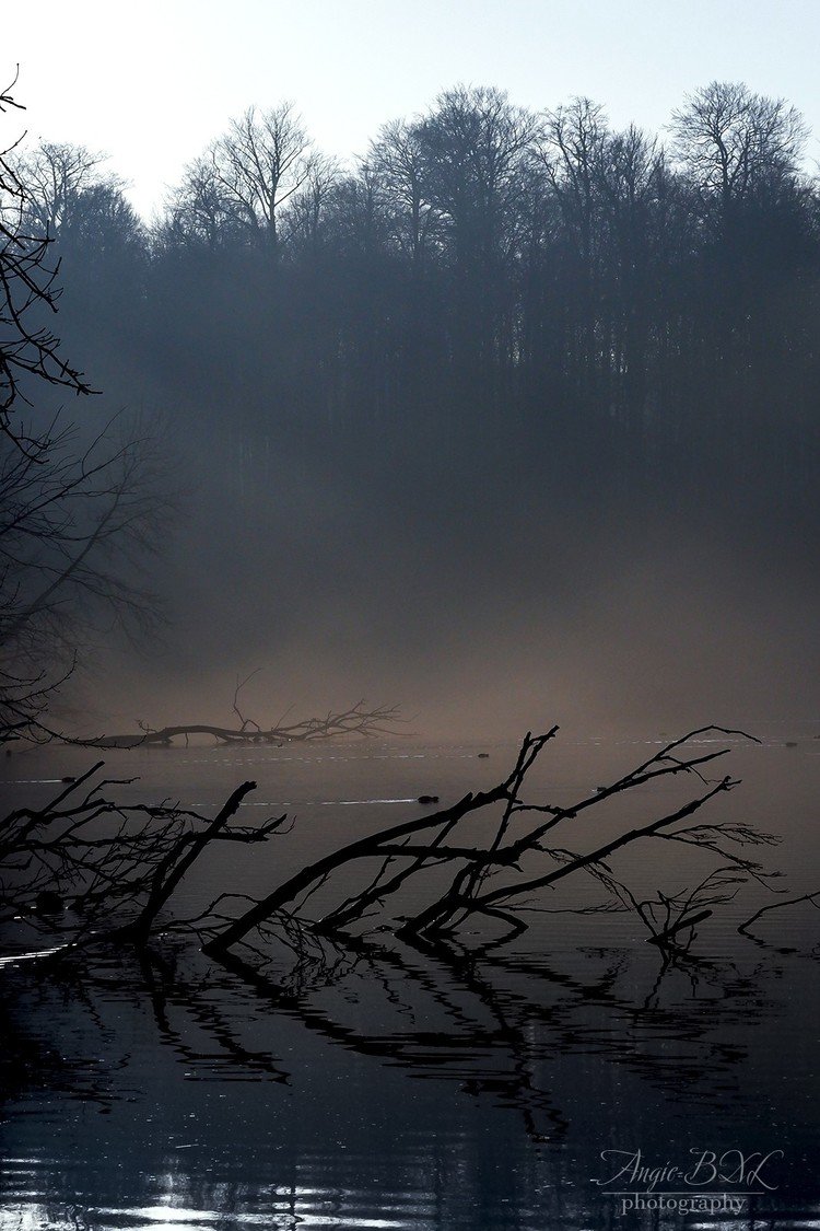 久しぶりに太陽が顔を見せてくれたので、今日も朝から森に出かけてみたら、湖から靄が立ち上っていた。