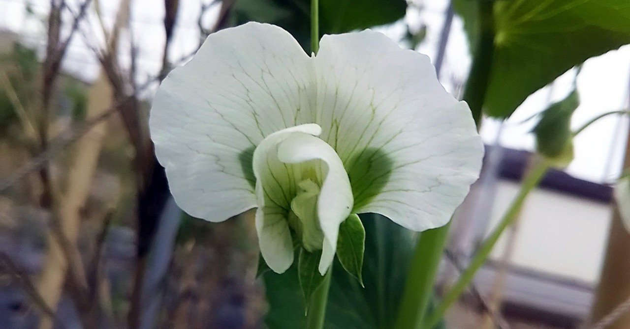 スナップエンドウの花が咲きました スー Note スナップエンドウの花が咲きました スー Note