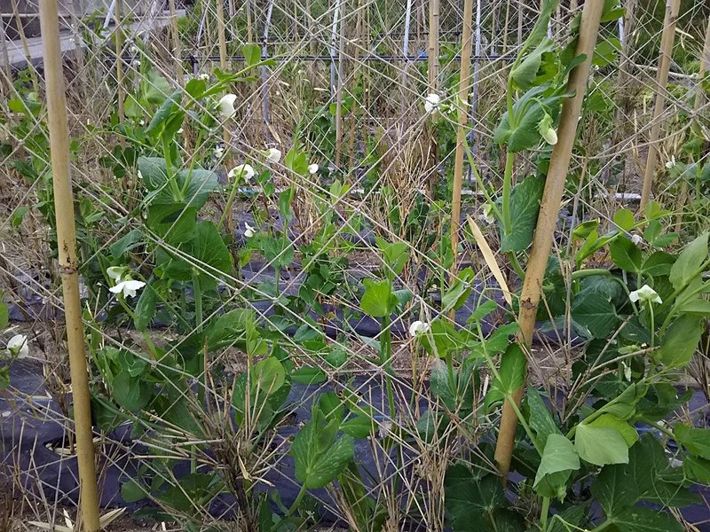 スナップエンドウの花が咲きました スー Note