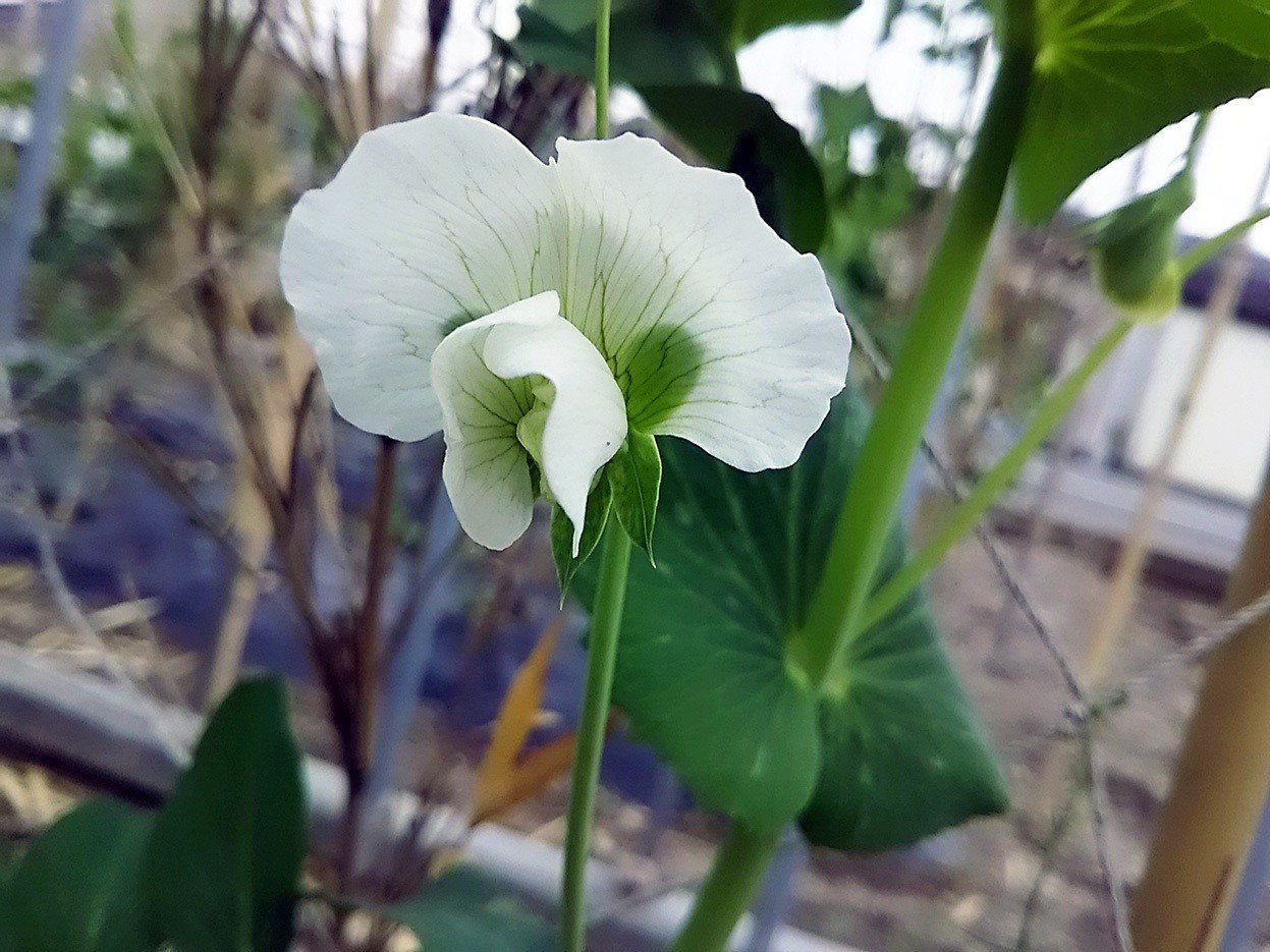 スナップエンドウの花が咲きました スー Note スナップエンドウの花が咲きました スー Note