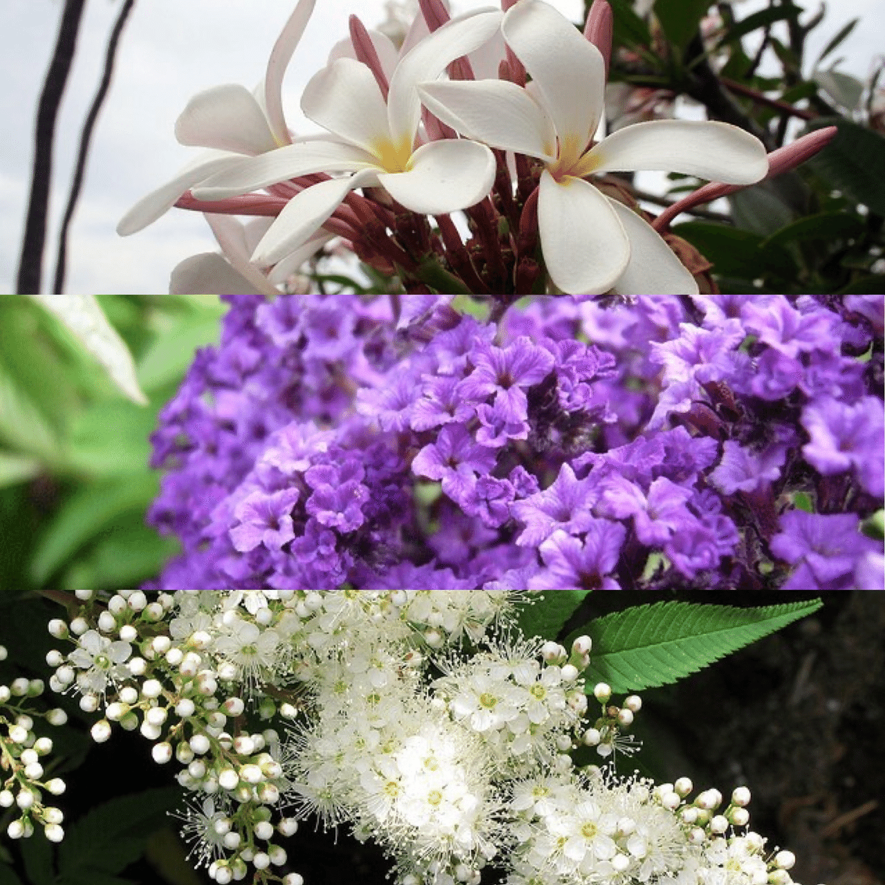 1月27日お誕生日の方おめでとうございます 今日の誕生花の花言葉は プルメリア 気品 恵まれた人 日だまり ヘリオトロープ 献身的な愛 夢中 熱望 ナナカマド 慎重 賢明 私はあなたを見守る 今 Monstera18 Note