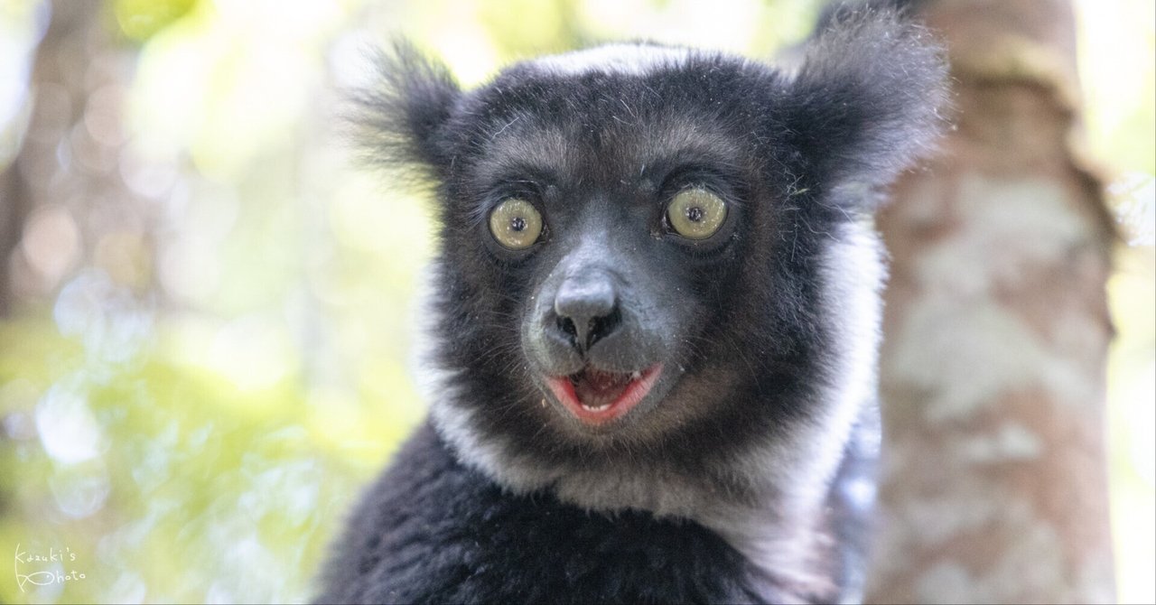 マダガスカルでキツネザルに会える場所まとめ【日本一詳しい マダガスカルでキツネザルに会える場所まとめ【日本一詳しい