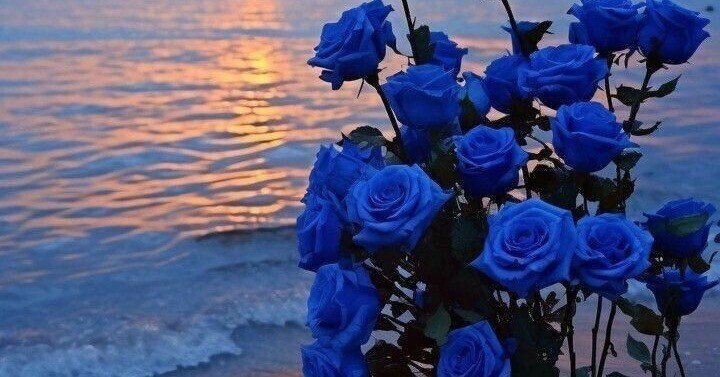 りんご町の七海