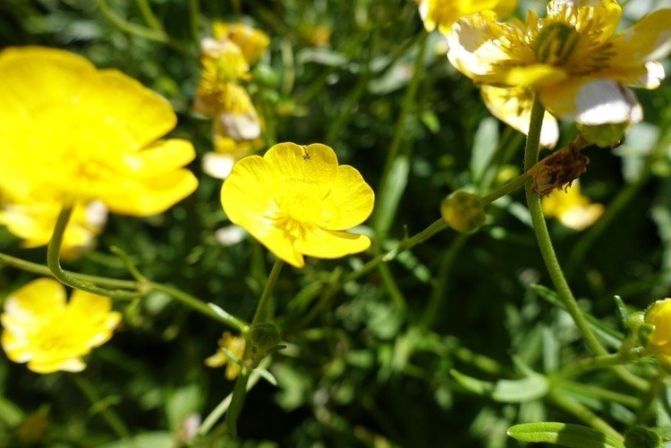 2015年7月12日(日)の花写真