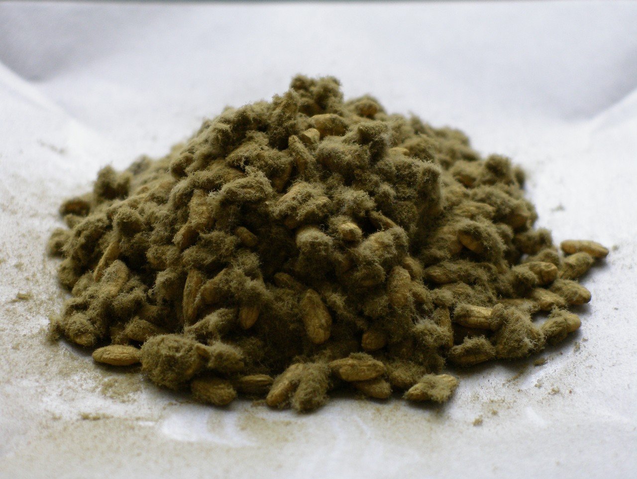 種麹とは｜村井三左衛門