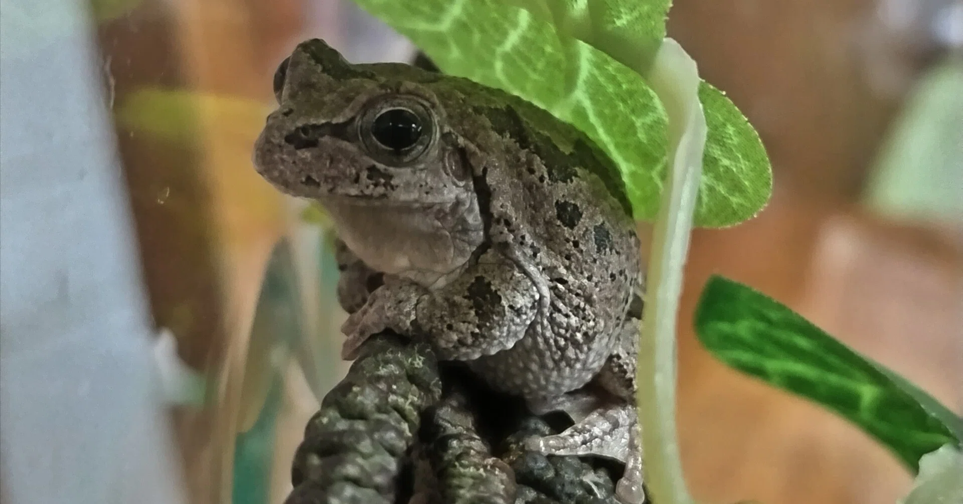 カエルは時間がわかる｜くろ