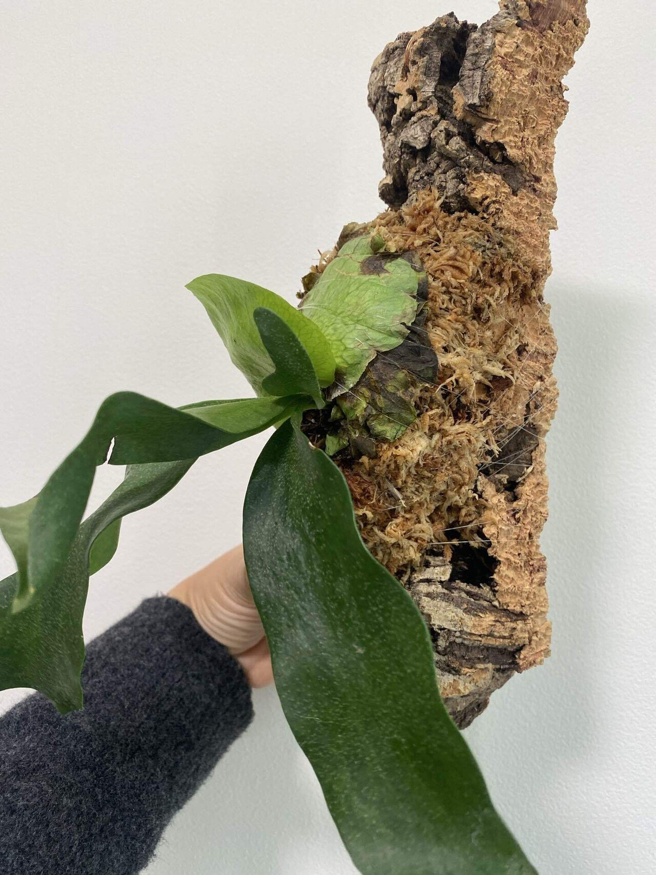 グリーン観察日記】vol.1｜ビカクシダ救出作戦｜わくわくクリエイター