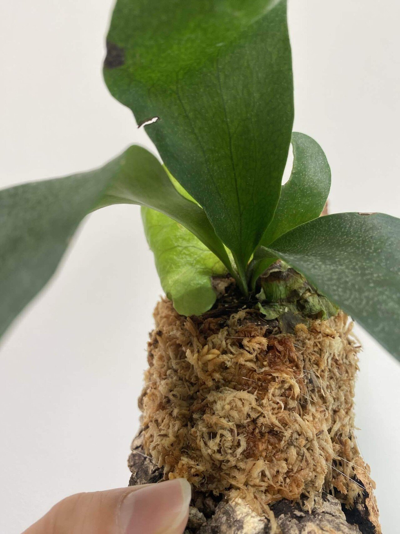 グリーン観察日記】vol.1｜ビカクシダ救出作戦｜わくわくクリエイター