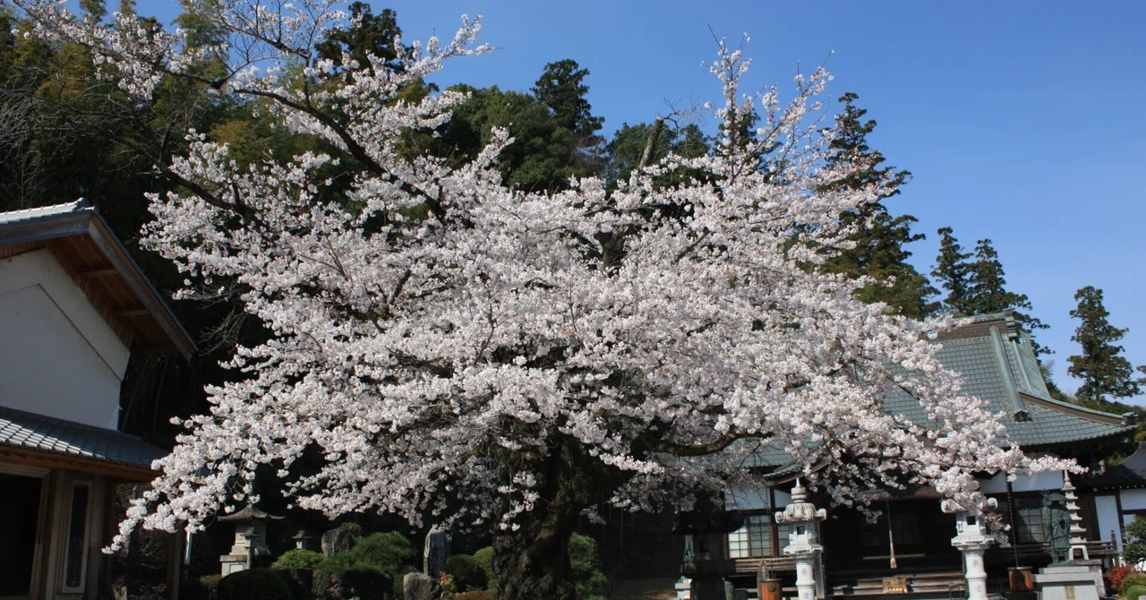 お散歩写真記 ＃11｜tomitomi_otomi