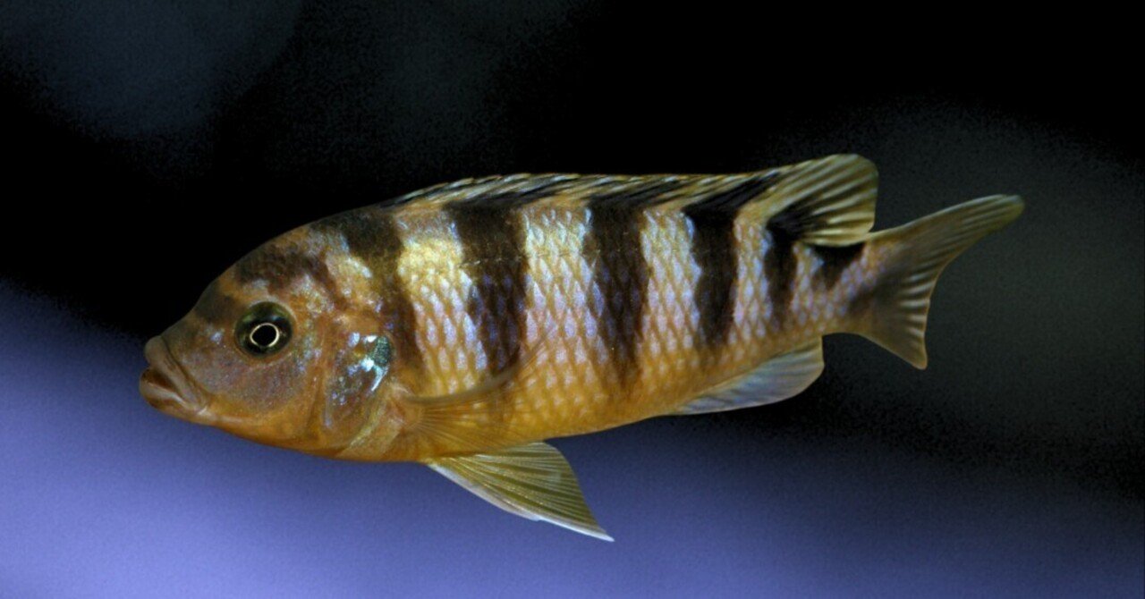 ゴールデンゼブラシクリッド｜熱帯魚・アフリカンシクリッドの仲間