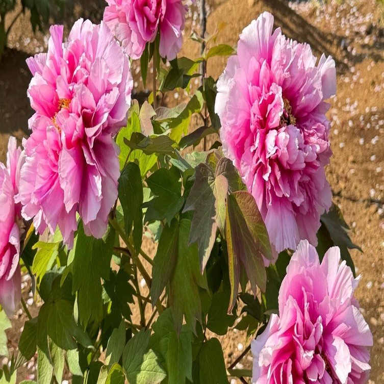 東京探索記 41 西新井大師 ～観牡丹～｜露塵散