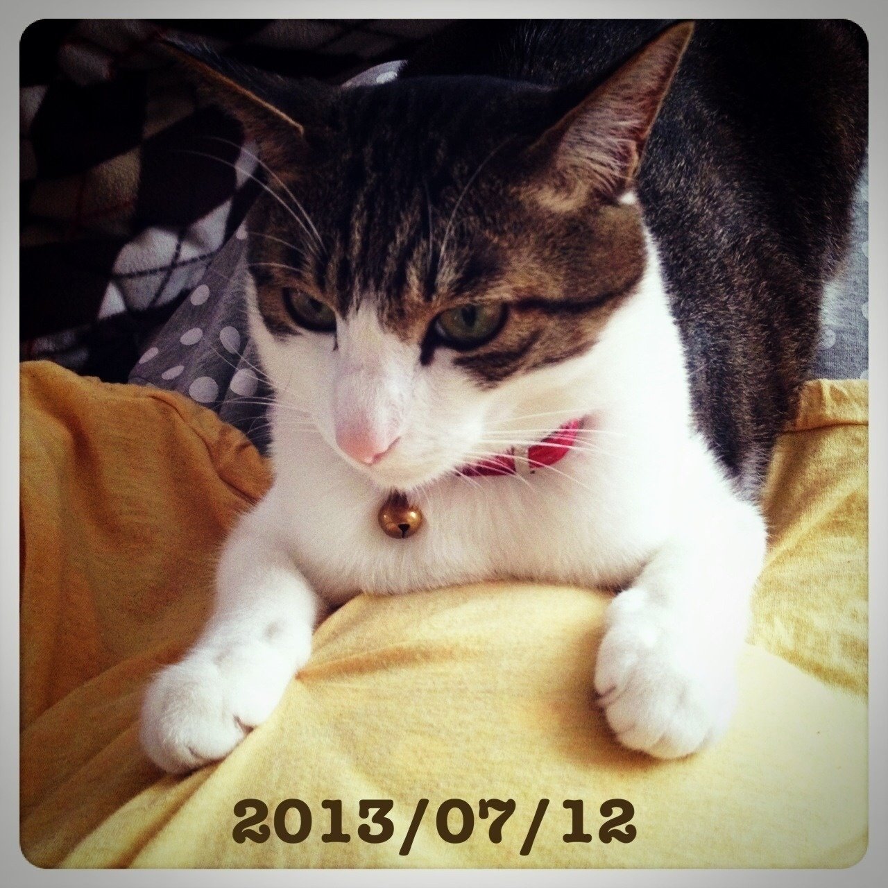 猫になりたい 言葉は儚い アラタ Note