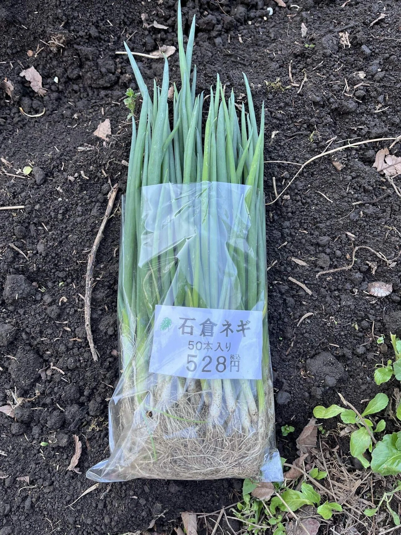 続・ネギ植えました！石倉ネギ｜かおり農園（仮）