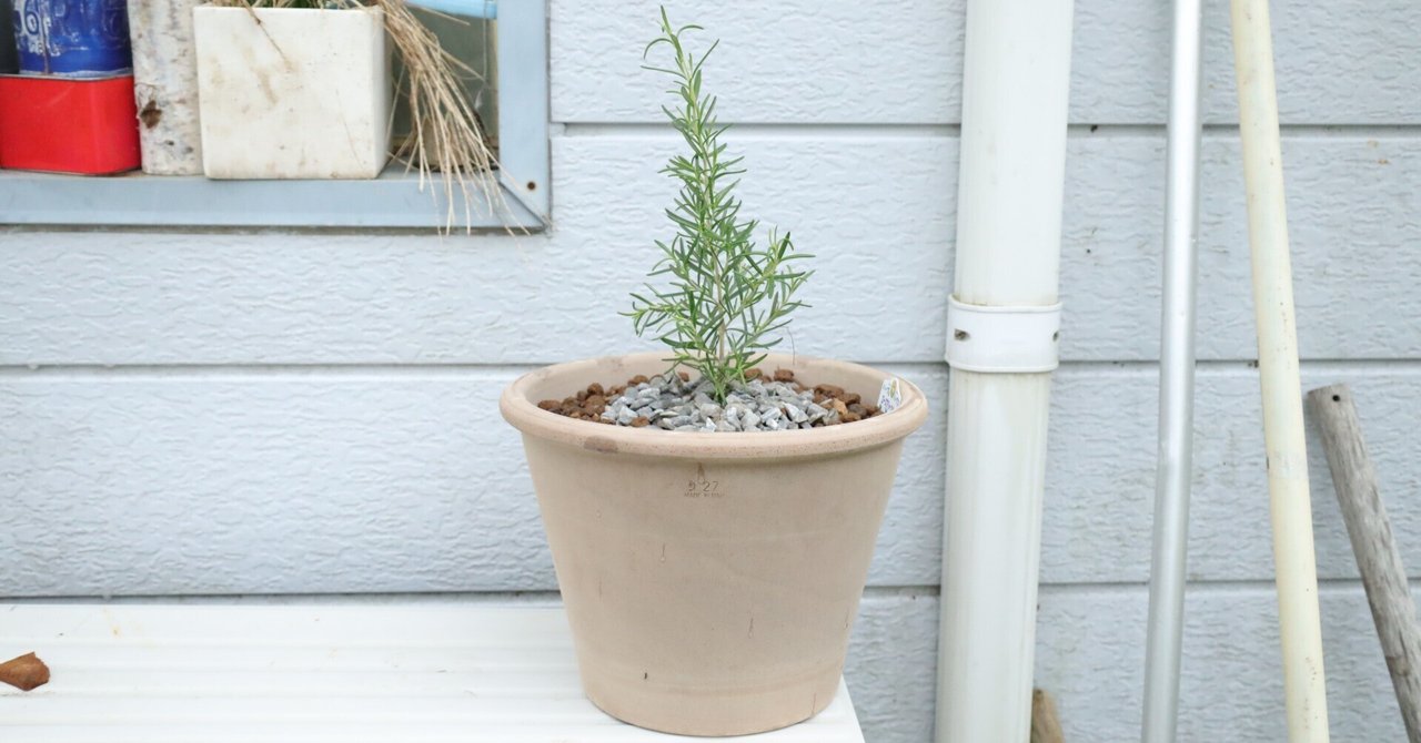 森の音、フランキンセンス、スペアミント、ローズマリー rectangle_large_type_2_49b6976