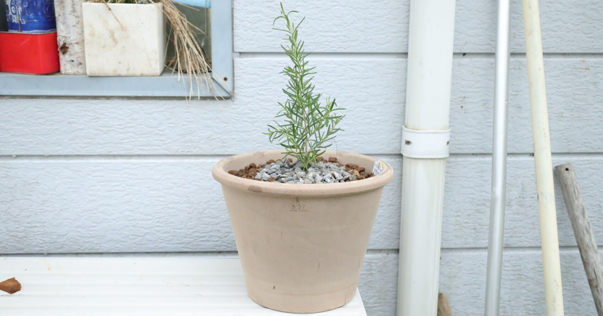 ローズマリー品種それぞれの香り忘備録的な。|エフゲニーマエダ(平成 ローズマリー品種それぞれの香り忘備録的な。|エフゲニーマエダ(平成