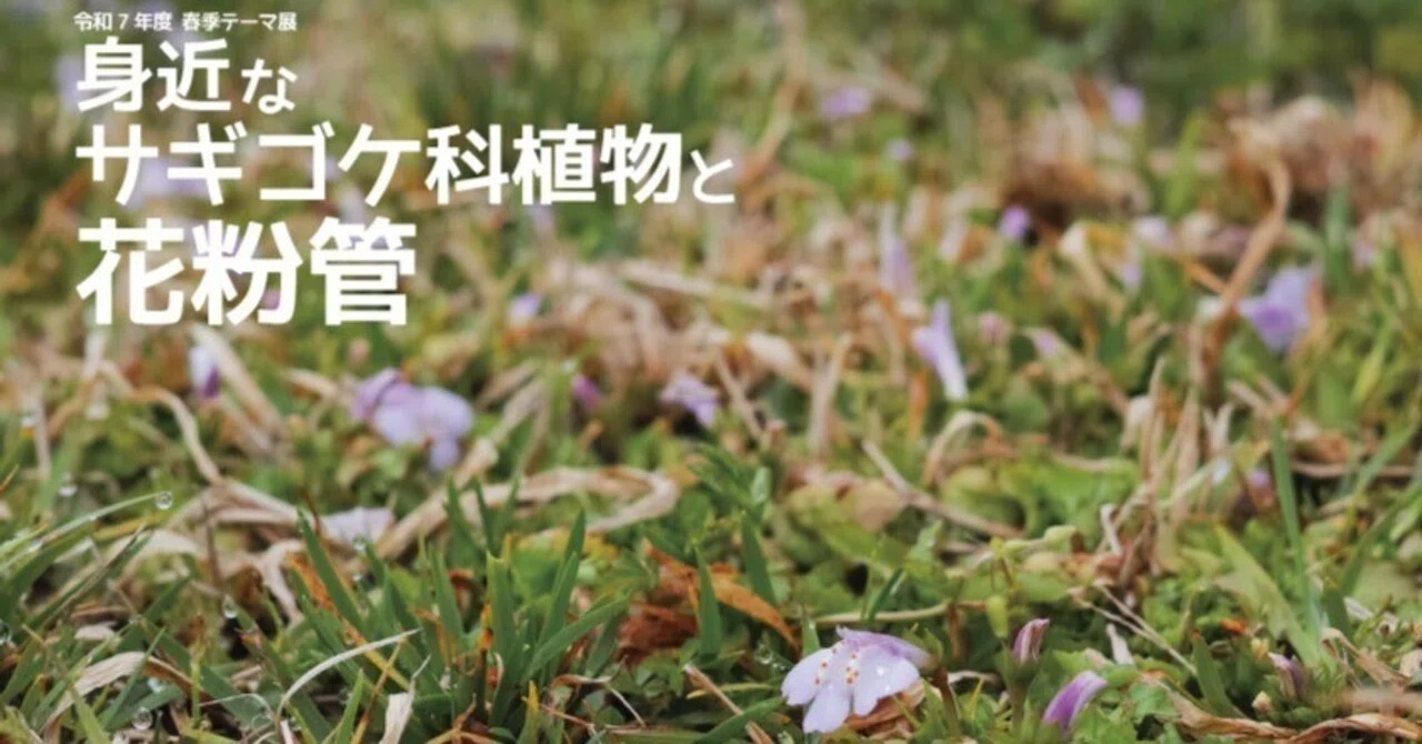 Spring Thematic Exhibition: 'Common Mazaceae Plants and Pollen Tubes ...