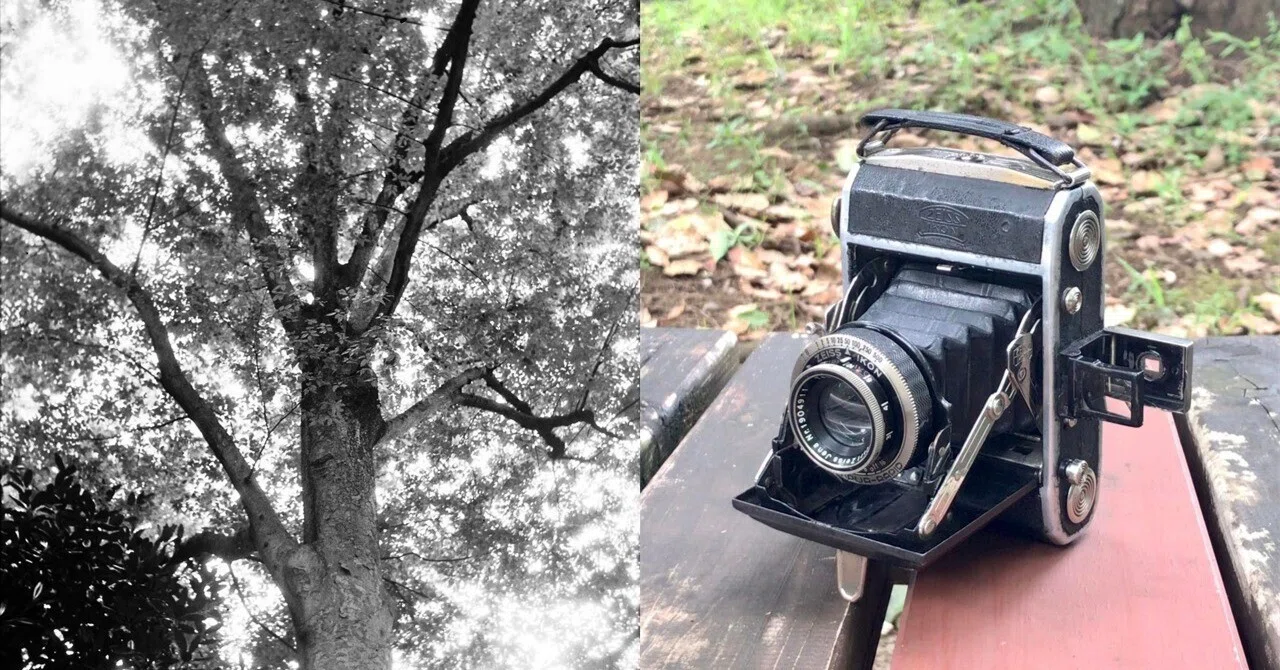 中判フィルムで撮る樹木, Ikonta 520｜光画日々想
