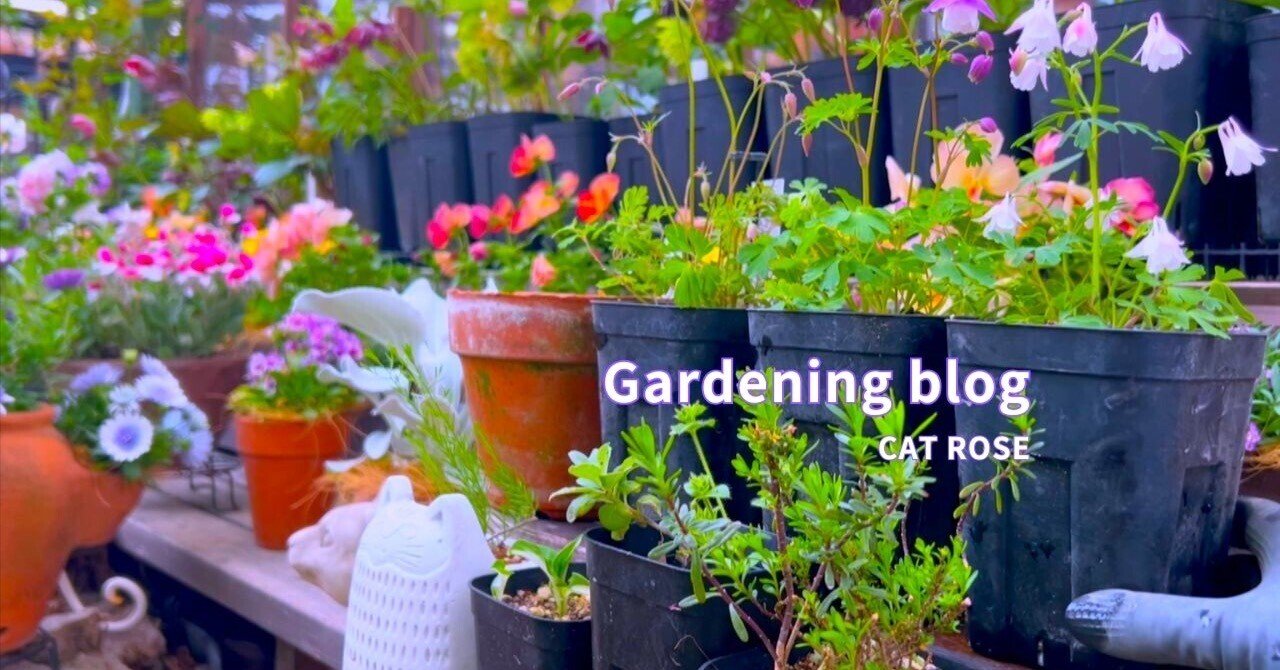 初夏の庭 そっと始めました｜Cat rose 「ガーデニングブログ Cat Rose