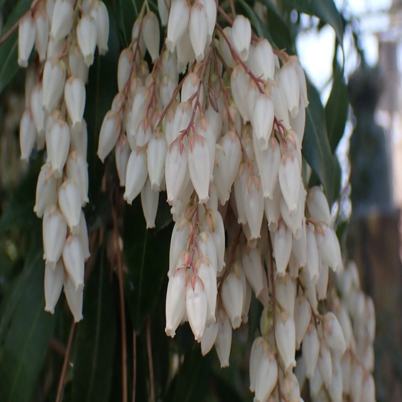 短歌の世界に生きる植物たち】馬酔木（あせび）｜しろいくま