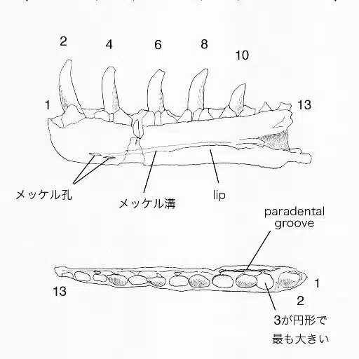 theropodさん