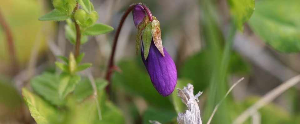 すべての美しい花の画像 最新すみれ 花 漢字