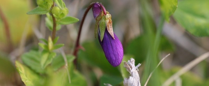 新しい切手とすみれの花 前編 まつもと じょう Note