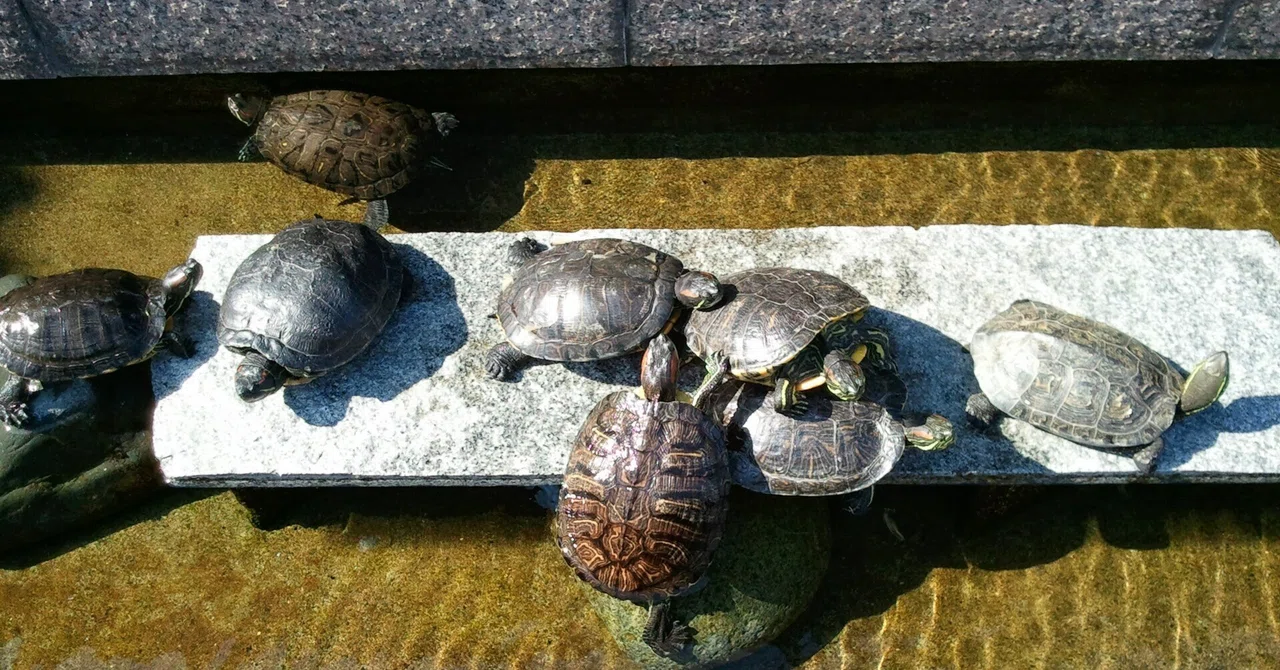亀の背に子亀が１匹 亀の背に子亀が1匹