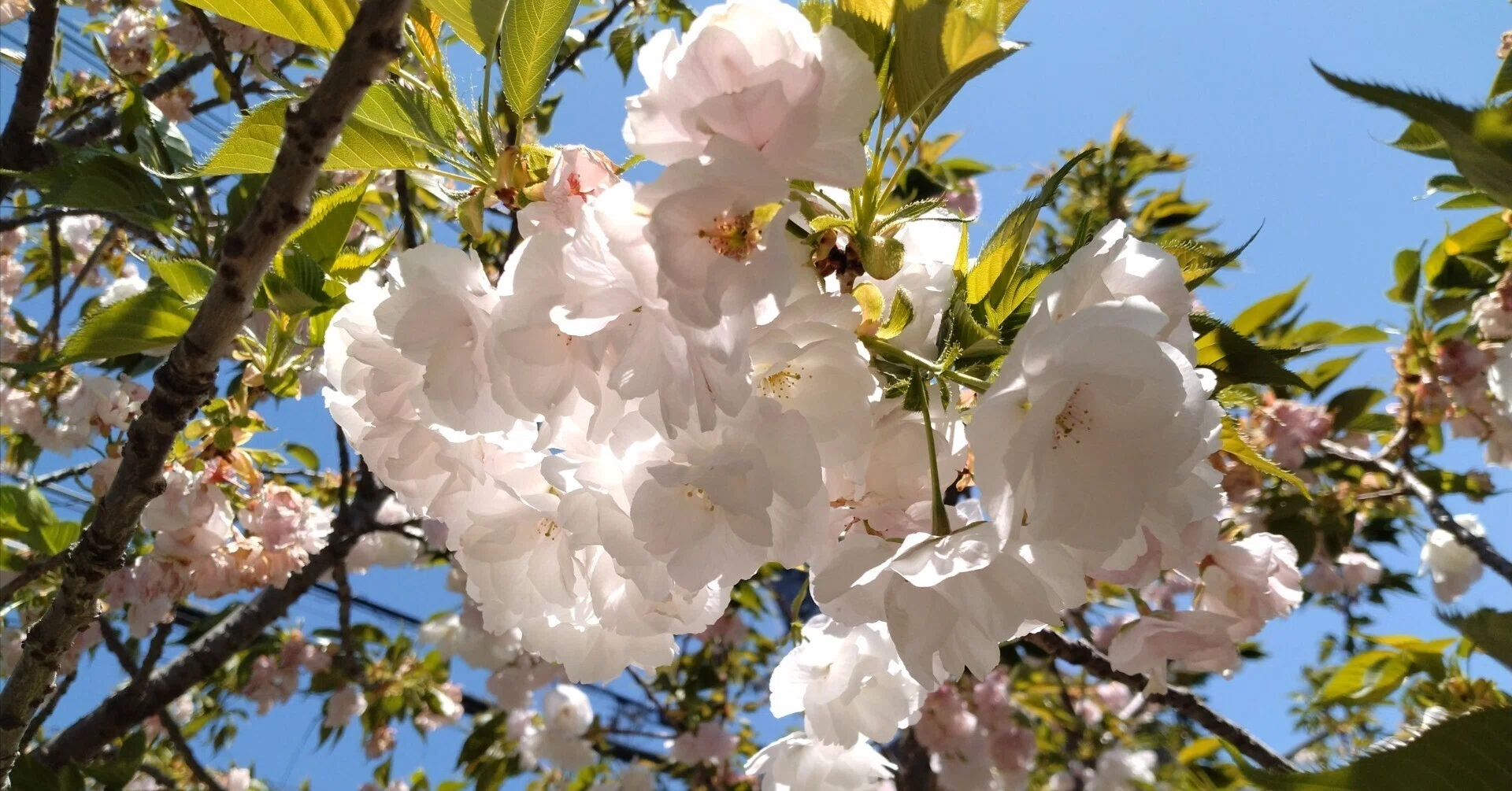 ◇しろちゃん◇ちりめん細工◇八重桜８個◇菜の花袋４個◇ 実家に顔を見せつつ八重桜でお花見🌸｜はなえみ🌺（キャリア