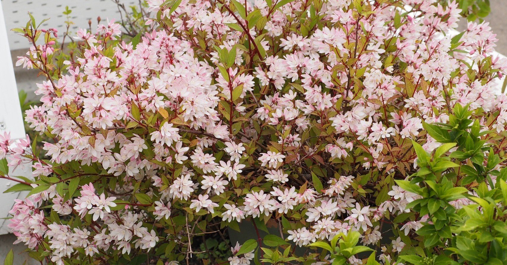 花木について｜sola og planta 作業日誌