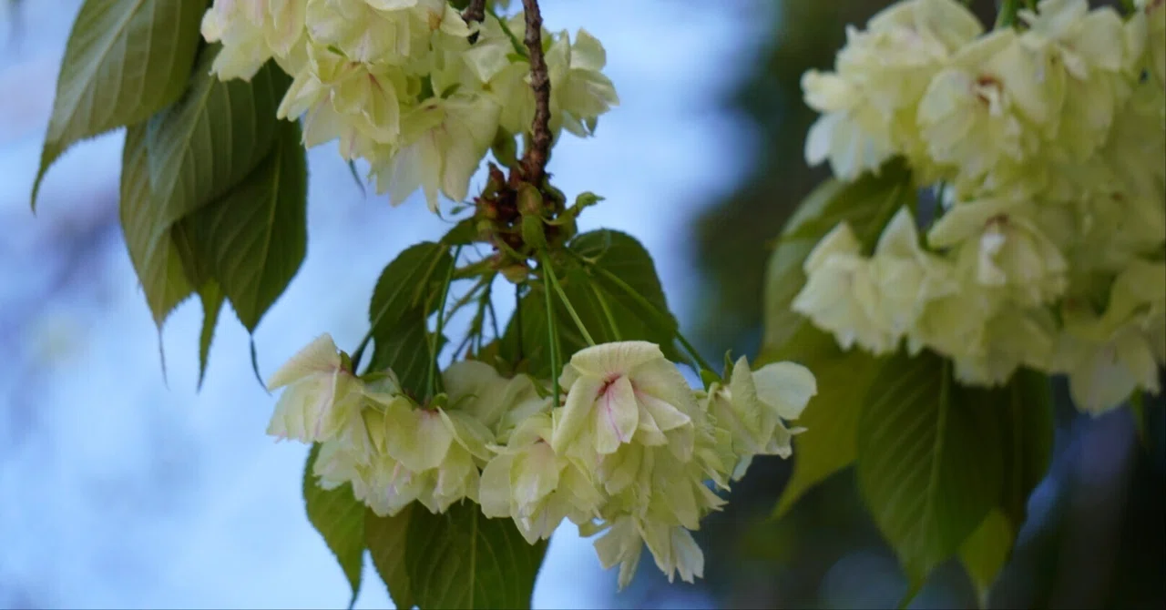 御衣黄と鬱金桜｜しゅく