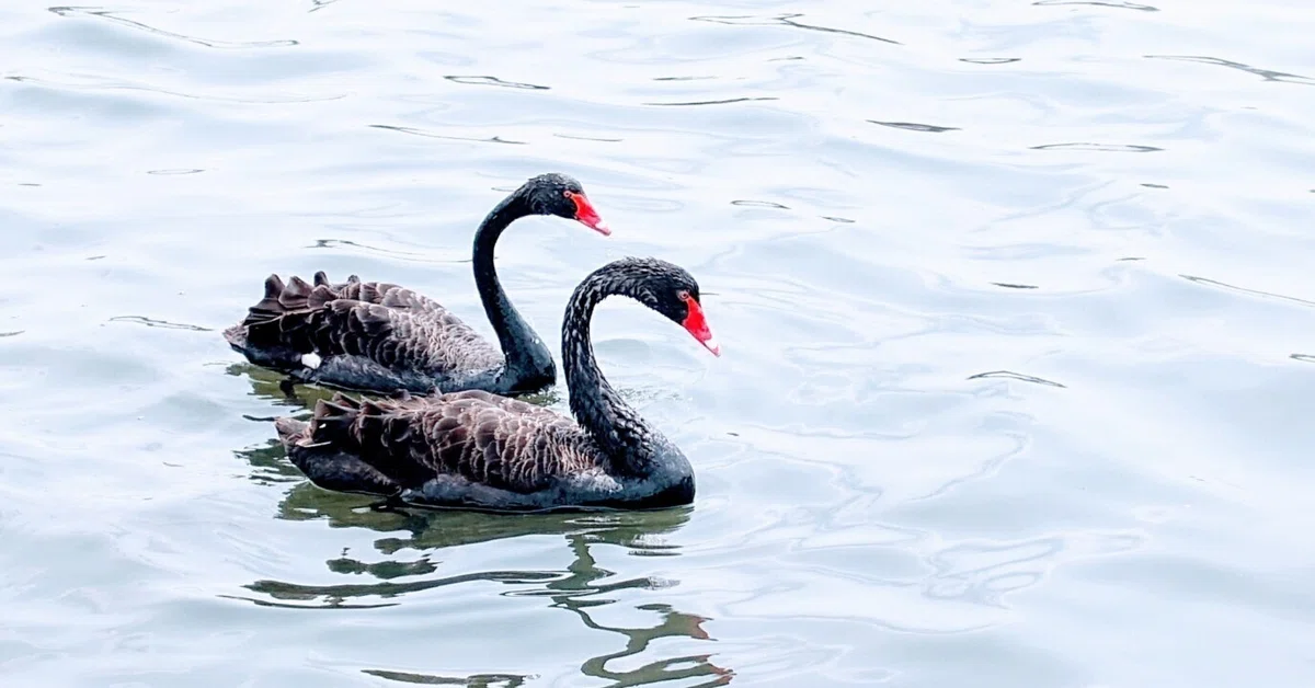 黒鳥の寄り添い進む波静か 言葉はなくても心は通う|空と光と風太郎