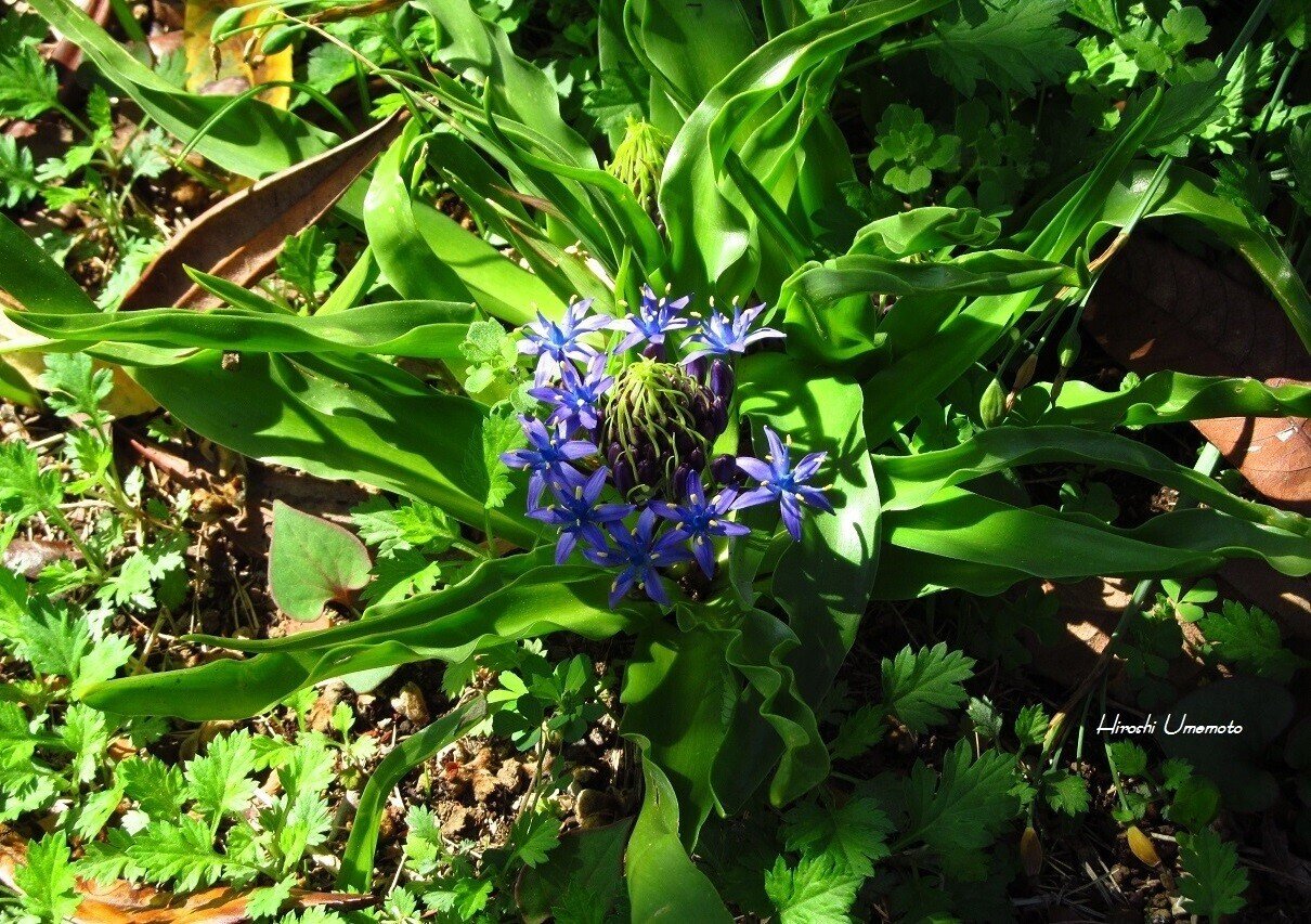 シラーペルビアナ （オオツルボ） 球根 リクエスト承ります オオツルボ