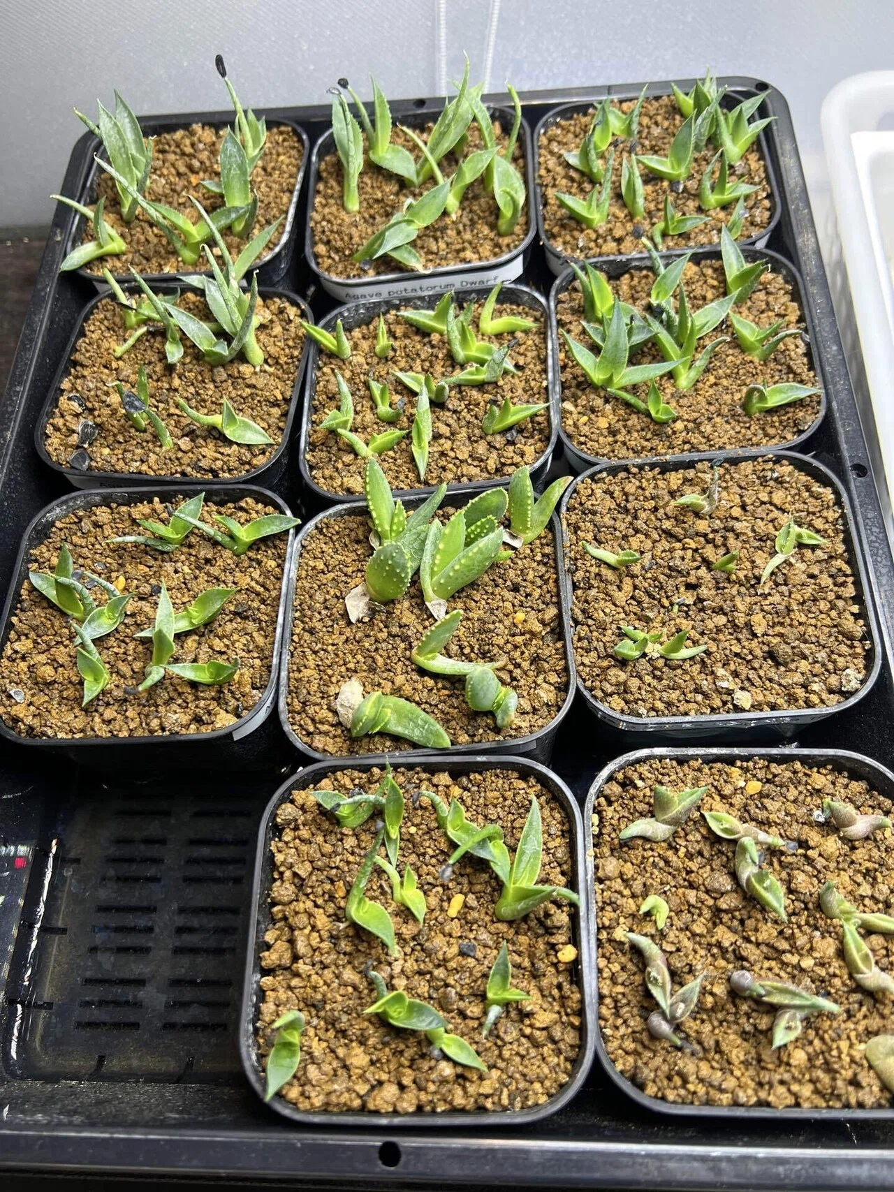 アガベ沼に落ちた話28「白豪刺の発根管理・実生65日目」｜mare_agave