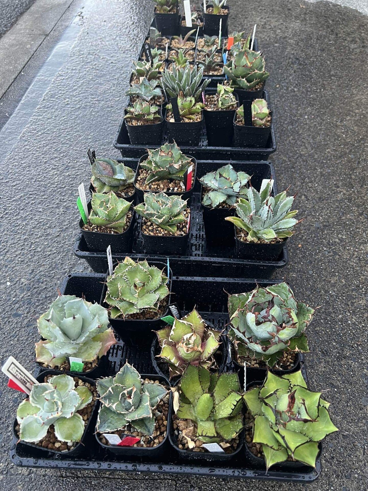 アガベ沼に落ちた話28「白豪刺の発根管理・実生65日目」｜mare_agave