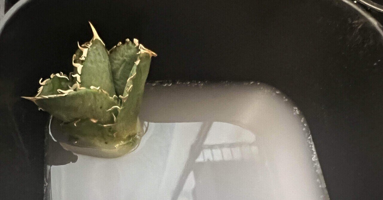 アガベ沼に落ちた話28「白豪刺の発根管理・実生65日目」｜mare_agave