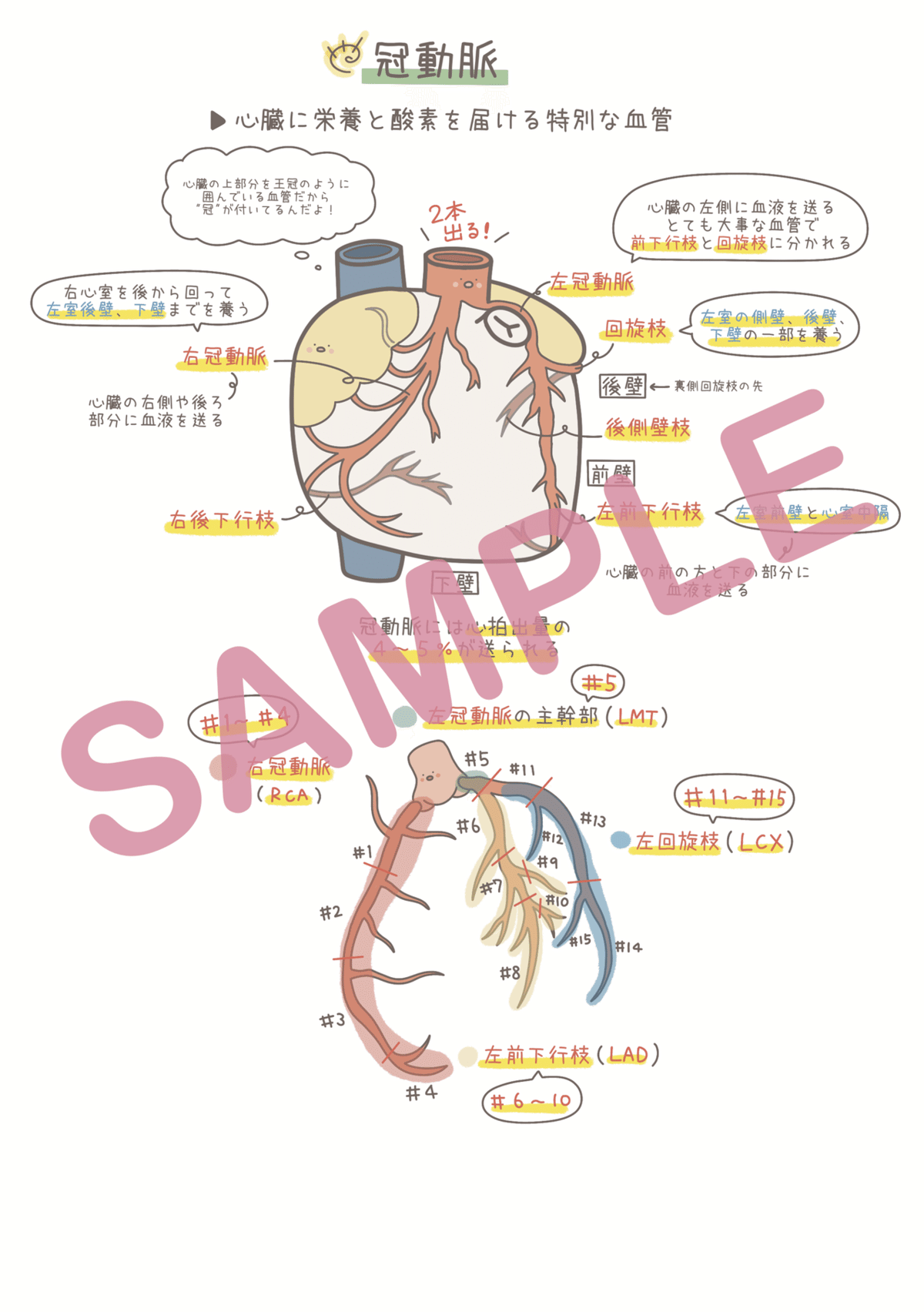 先行販売】ナースまるの『ゆるっと解剖生理学まとめノート