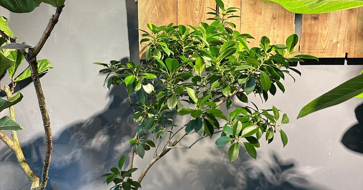 フィカス 約1.5メートル 大きな葉 フィカス 約1.5メートル 大きな葉