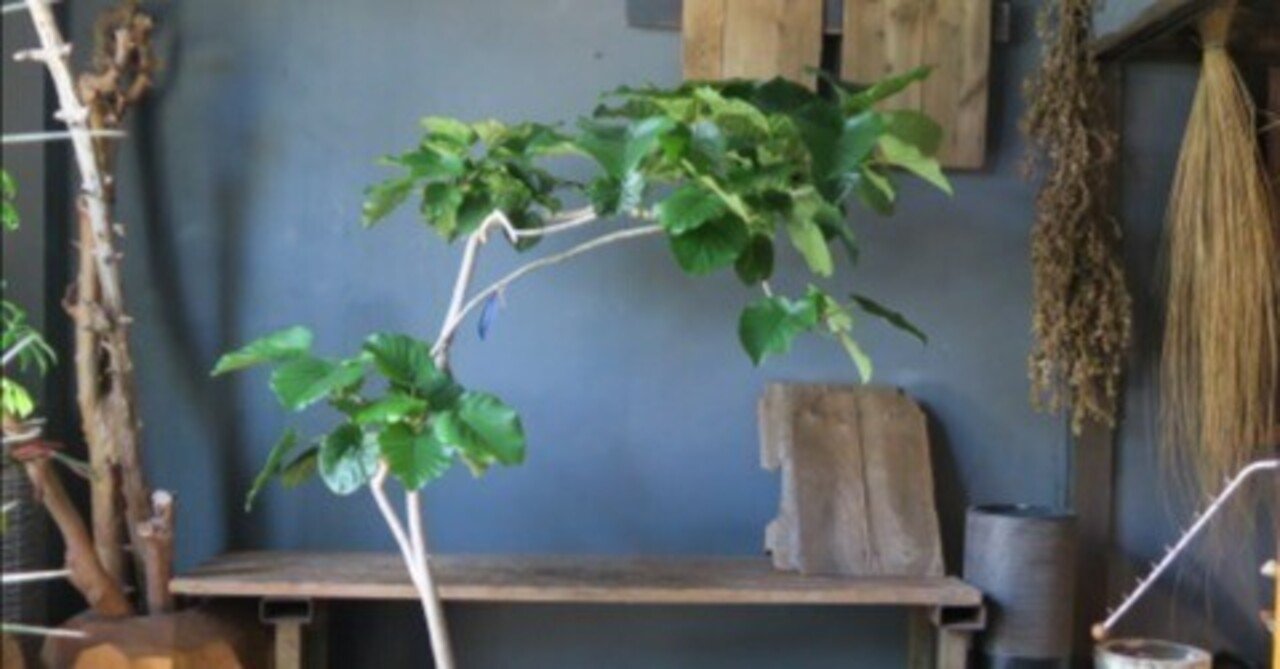 フィカス ウンベラータの育て方｜花屋のラフ