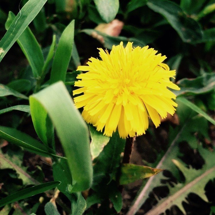 2015年7月13日(月)の花写真