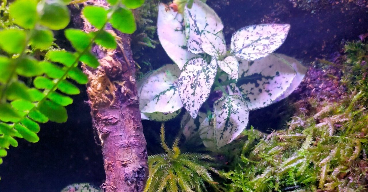 観葉植物のある天然ゴケの苔テラリウム、観賞用や生体ケージにも