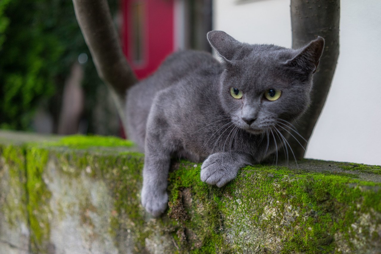 中野にあるトリミング バール スクウの保護犬 保護猫達の撮影をしてきました 興味のある方是非 Http Skuu Jimdo Com こちらから 矢後虎志 Note